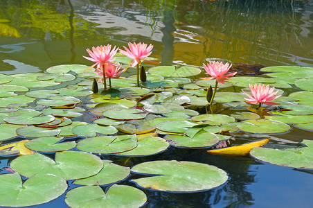 美丽的粉色莲花水厂与反射在一个池塘图片