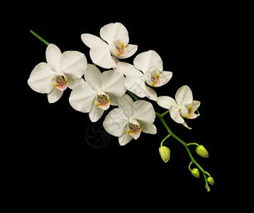 含有白花和几颗蕾的朵兰枝和在黑色背景上分离的花蕾高清图片