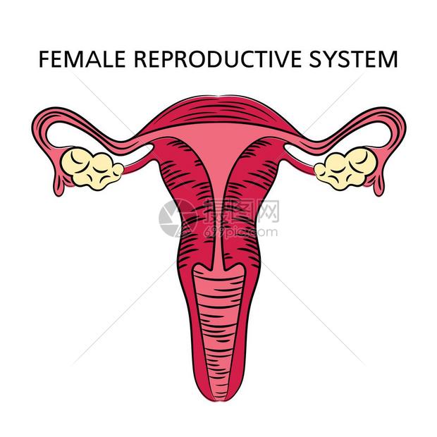 女性生殖系统医学图插画图片下载-正版图片303611942-摄图网