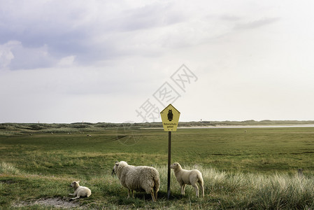 南锡尔特岛一个自然保护区北海德意志的靠近自然保护区的警告标志绿牧场上有白羊和两只羔图片