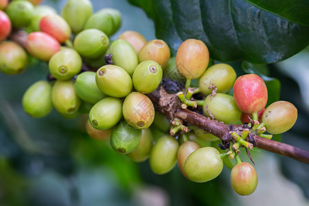 咖啡种植园场的咖啡豆用于食品和饮料农业概念设计图片