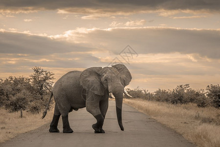 位于非洲南部的Kruge公园的非洲灌木大象的非洲家庭位于非洲南部的Kruge公园的非洲灌木大象图片
