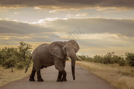 位于非洲南部的Kruge公园的非洲灌木大象的非洲家庭位于非洲南部的Kruge公园的非洲灌木大象图片