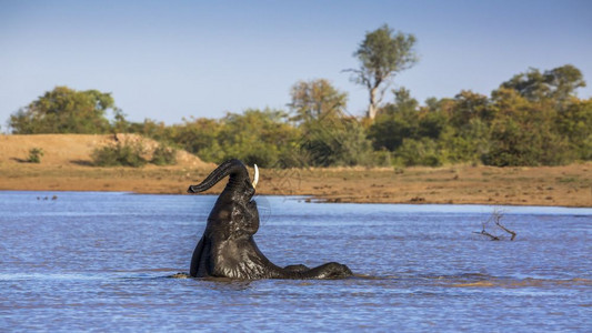 非洲灌木大象在南非洲Kruge公园的湖中洗澡和玩耍非洲大象的家庭图片