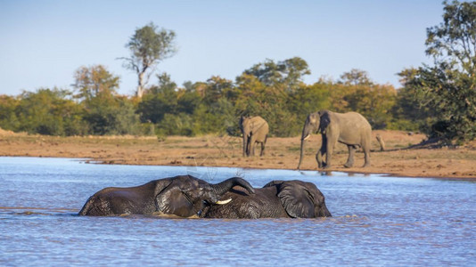 在非洲南部的Kruge公园的湖中洗澡和玩耍大象的SpeciLoxdntafricn家族图片
