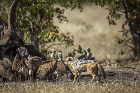 南非克鲁格公园的黑背豺和白背秃鹫非洲犬种南非克鲁格公园的黑背豺和白背秃鹫图片