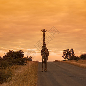 位于非洲南部的Kruge公园位于非洲南部的Kruge公园的Girafcmeloprdis家族位于非洲南部的Kruge公园的Gir图片