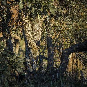 在非洲南部的Kruge公园中跳下一棵树非洲南部的felida的SptiPanhrpdus家庭图片