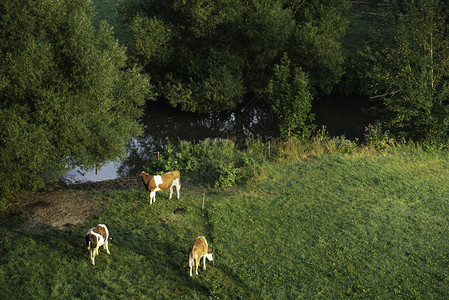 在夏日自然景观中的绿色牧场上放的牛靠近shwabic大厅adenwurtmbg德国牛群放牧棕色和白牛群图片