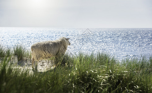 在阳光明媚的夏日一只绵羊在沙地和马拉姆草上羊毛在丘锡尔特岛北海德意志河沿岸仰望着地平线图片