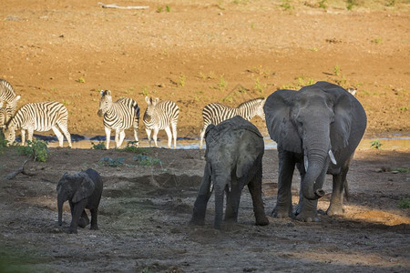 南非洲Kruge公园的两只非洲灌木大象小牛和平原斑马大象的非洲家庭图片