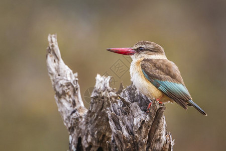 南非洲Kruge公园的翠鸟图片