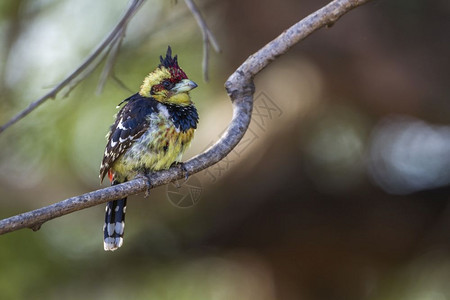 在非洲南部的红黄拟啄木鸟图片