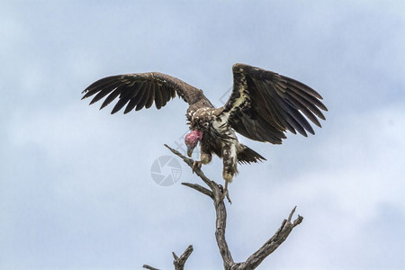 在非洲南部的Kruge公园中lapie面对秃鹫扩张翅膀图片