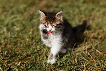 小猫在花园的草地上洗脸春天阳光明媚的一小猫在花园的草地上洗脸图片