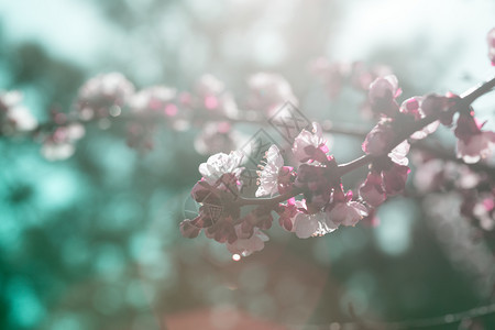 带花芽的杏子树春花背景图片