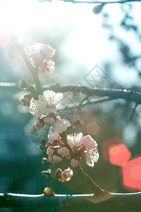 带花芽的杏子树春花背景图片