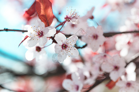 树枝花芽和鲜春天卉背景图片