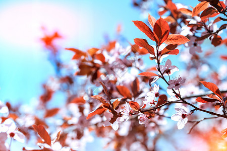 树枝花芽和鲜春天卉背景图片