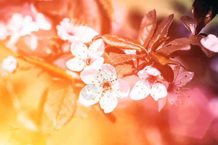 树枝花芽和鲜春天卉背景图片