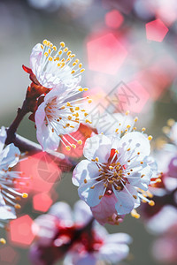 带花芽的杏子树春花背景图片