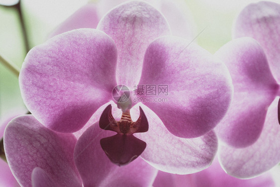 紫色的花朵卉背景图片