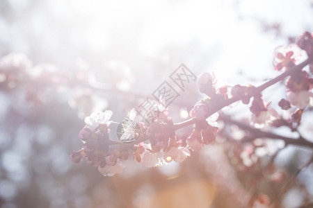 带花芽的杏子树春天抽象的花种背景图片