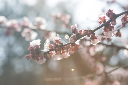 带花芽的杏子树春天抽象的花种背景图片