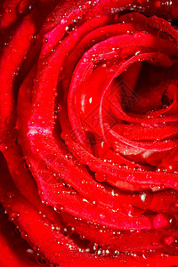 盛装明亮的红玫瑰紧贴起来纪念日的背景图片