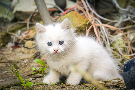 可爱的白色小猫咪蓝眼睛户外土耳其的阿哥拉背景