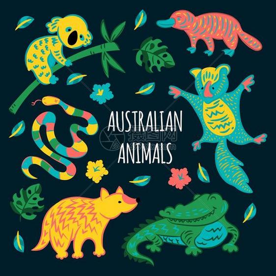 澳大利亚动物矢量插图图片