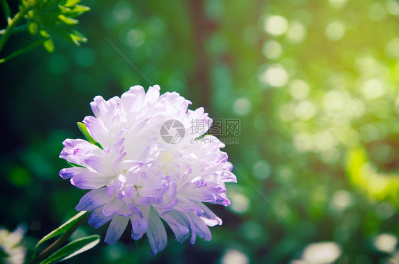 花园中的菊图片