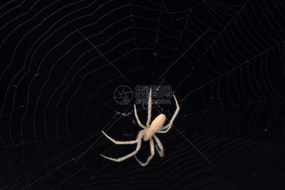 Larindrecta是一种Ob编织蜘蛛松mahrstIndi的物种图片