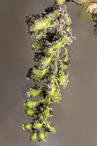 印度马哈拉施特拉邦普纳黑胶菌上的蚜虫图片