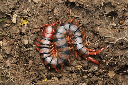 印度大蜈蚣图片素材