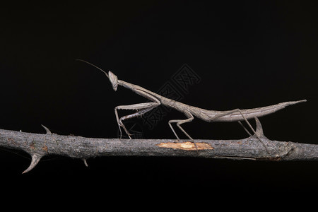 印度马哈塔施特拉邦普纳拉蒂斯提拉棒螳螂图片