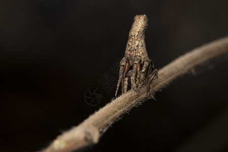 Twig模仿蜘蛛Poltys分体arneidpunmahrstIndi图片