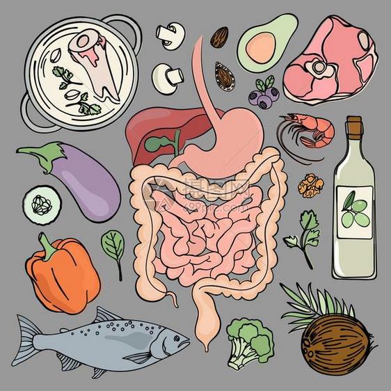 人类食物和消化系统插画图片