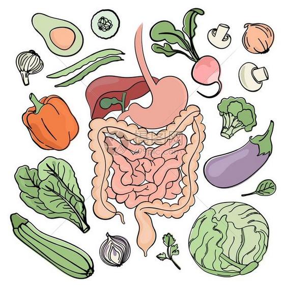 人类食物和消化系统插画图片