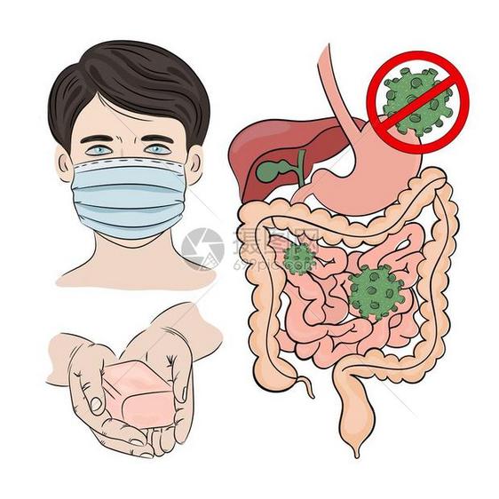肠道病媒图片