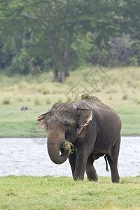 大象dasie背景图片