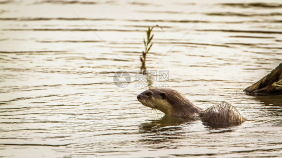 Mustelida的马铃薯家族图片