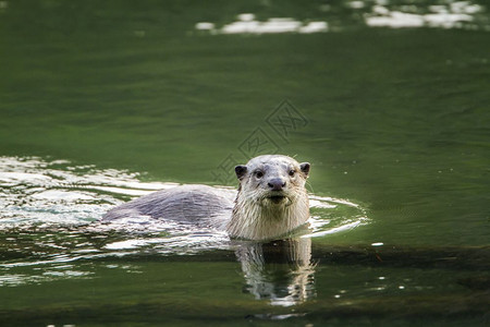 Mustelida的马铃薯家族图片