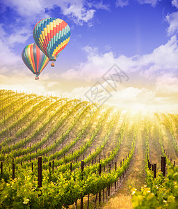 热气球飞过美丽的绿葡萄园图片