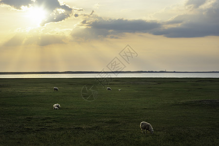 日出锡尔特岛北海德州牧羊场图片