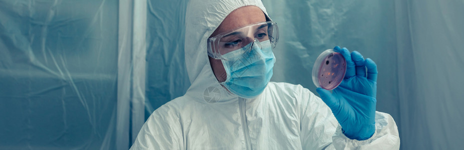具有细菌防护西装的无法辨认女科学家在实验室检查一种花生菜图片