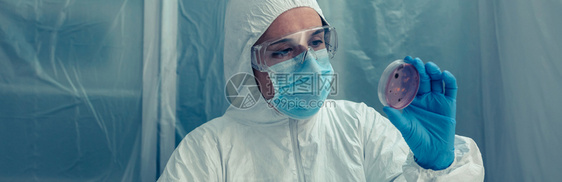 具有细菌防护西装的无法辨认女科学家在实验室检查一种花生菜图片