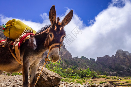 在非洲佛得角圣安多岛的科瓦德保罗沃塔诺火山口的驴子佛得角圣安托岛上的科瓦德保罗沃塔诺火山口中的驴子图片