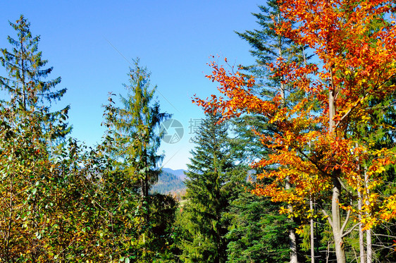 山地的秋天风景森林丰富多彩概念是旅行图片