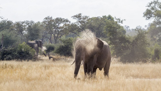 非洲灌木大象在南部非洲的Kruge公园大象的Africanloxdntafricn家族的背面传播灰尘南部非洲的Kruge公园的非图片
